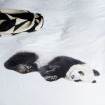 Dekbedovertrek kind snurk lazy panda